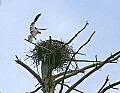 _MG_1148 osprey landing on nest 11x8.jpg