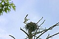 _MG_1148 osprey landing on nest.jpg
