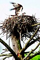 _MG_1694 osprey on nest.jpg