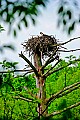 _MG_1748 osprey on nest.jpg