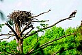_MG_1793 osprey in tree.jpg