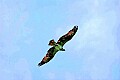 _MG_1821 osprey in flight.jpg