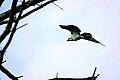 _MG_1849 osprey in flight.jpg