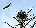 _MG_1894 osprey flies past nest.jpg