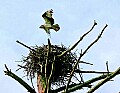 _MG_1922 osprey flying above nest.jpg