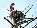_MG_1963 osprey landing on nest.jpg