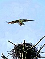 _MG_1966 osprey flies over nest.jpg
