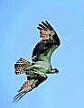 _MG_1974 osprey in flight.jpg