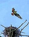 _MG_2004 osprey carrying stick over nest.jpg