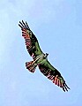 _MG_2022 osprey flying overhead.jpg