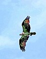 _MG_2027 osprey in flight.jpg