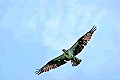 _MG_2040 osprey in flight.jpg