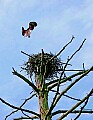 _MG_2183 osprey landing in nest.jpg