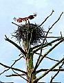 _MG_2185 osprey wing spread on nest.jpg