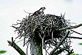_MG_2265 female on nest.jpg