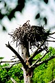 _MG_2290 osprey on nest.jpg