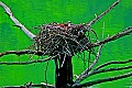 _MG_2498 osprey on nest.jpg