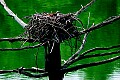 _MG_2502 osprey on nest.jpg