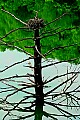 _MG_2528 osprey on nest.jpg