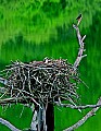 _MG_2593 starling and osprey in nest.jpg