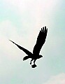 _MG_2713 silhouette of osprey carrying fish.jpg