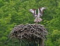 _MG_3139 osprey landing on nest 11x8.jpg