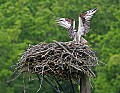_MG_3140 osprey landing on nest 11x8.jpg