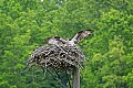 _MG_3141 osprey with wings out.jpg