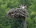 _MG_3143 osprey landing in nest.jpg