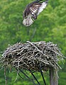 _MG_3166 osprey landing in nest.jpg