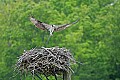_MG_3169 osprey landing on nest.jpg