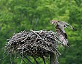_MG_3170 osprey leaving nest.jpg
