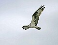 _MG_3178 osprey flying.jpg