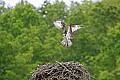 _MG_3183 osprey landing on nest.jpg
