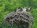 _MG_3190 osprey on nest-wings spread.jpg