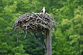 _MG_3224 osprey on nest.jpg