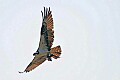 _MG_4418 osprey flying with fish.jpg