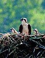 _MG_4655 osprey on nest with two chicks CMYK.jpg