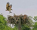 _MG_6984 osprey with fish landing on nest.jpg