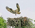 _MG_7004 osprey landing in nest.jpg