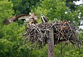 _MG_7469 parent leaving nest with fish 13x19.jpg