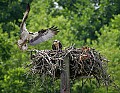 _MG_7496 osprey carrying fish to nest.jpg