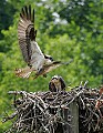 _MG_7497 osprey carrying fish into nest.jpg