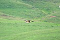 _MG_7938 young osprey soaring.jpg