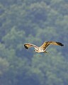 _MG_7939 soaring young osprey.jpg