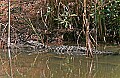 293_9352 alligators.jpg