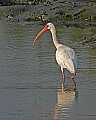 294_9416 ibis.jpg