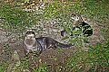 _MG_0088 river otters.jpg