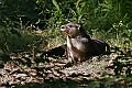 _MG_0129 river otter.jpg