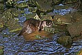 _MG_0231 river otter.jpg